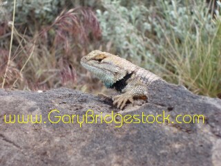 BJC Lizard On Rock